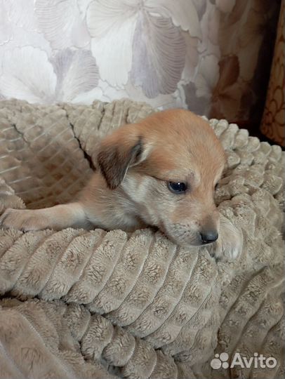 Собака в добрые руки отдам бесплатно