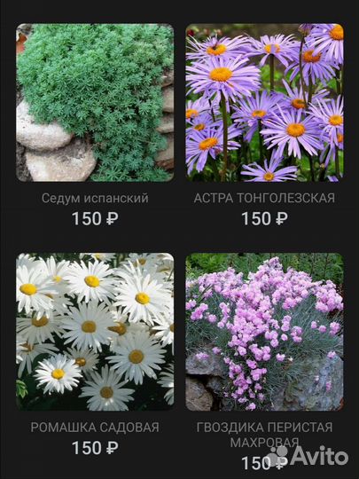 Цветы многолетние