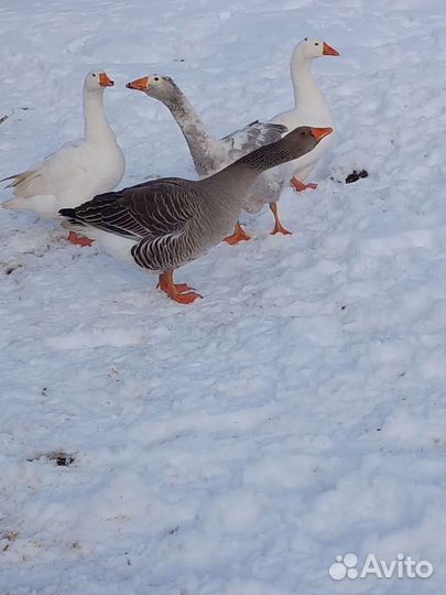 Продам семью гусей