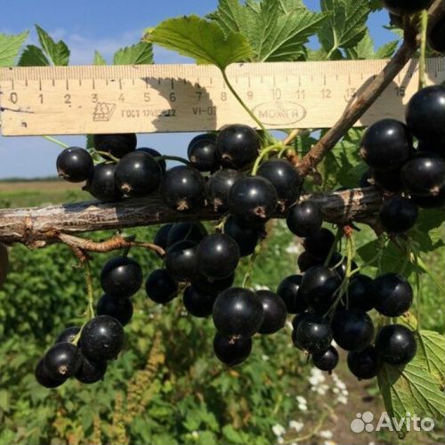 Смородина черная 