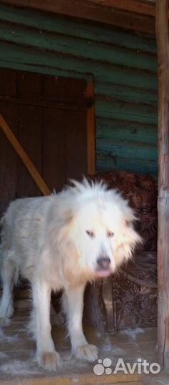 Собака алабай