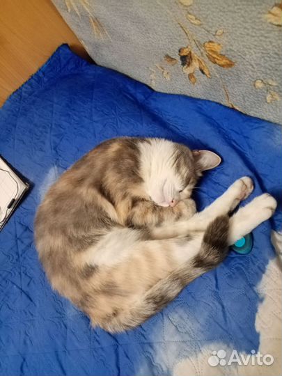 Потерялась кошка