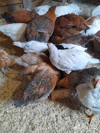 Индюшата биг 6, цыплята несушки