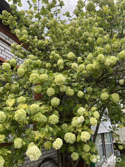 Гортензия Баунти