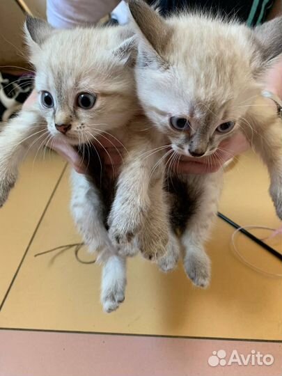 Котята Девочки