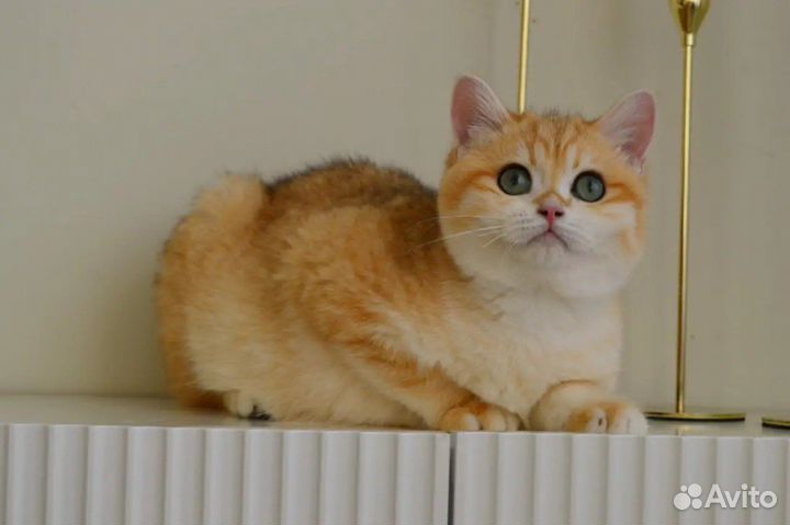 Зеленоглазый красавчик