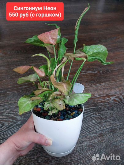 Сингониум Неон