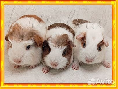 Морская свинка породистая с доставкой по городу