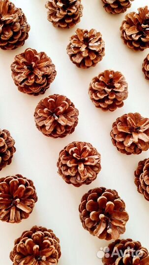 Шишки крымской сосны