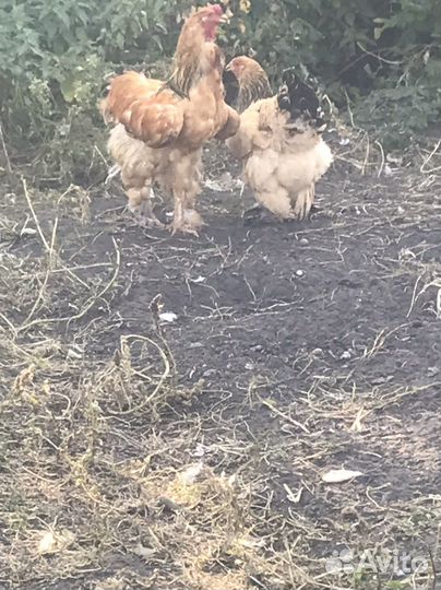 Куры несушки