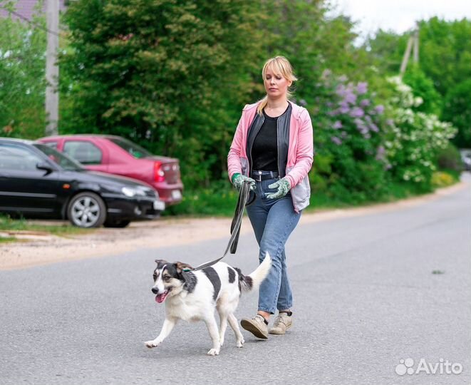 Собака в добрые руки