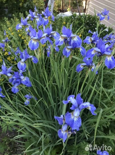 Садовые многолетние цветы