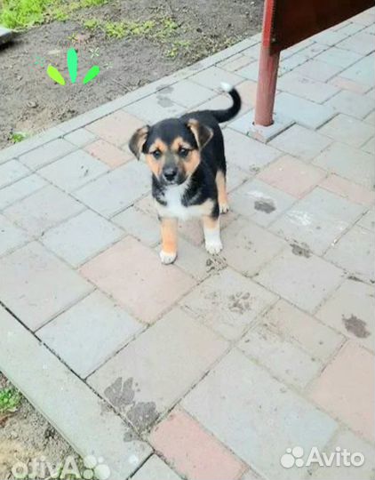 Замечательный щенок Джесси