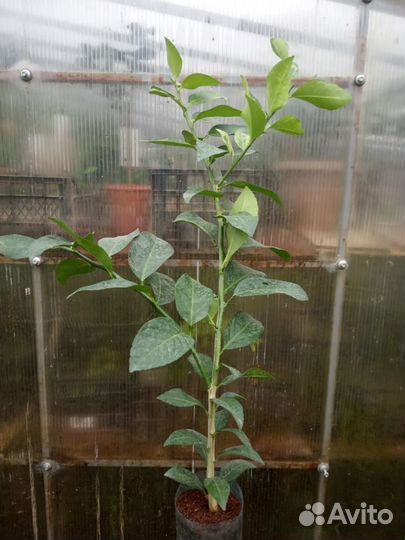 Саженцы Лимона Мейер, Пандероза