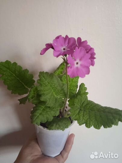 Саженец Примулы