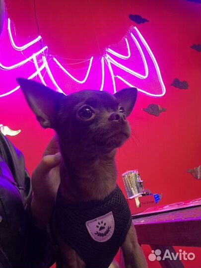 Вязка кобель чихуахуа