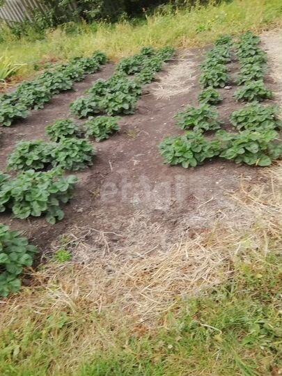 Дом 66 м² на участке 15 сот.