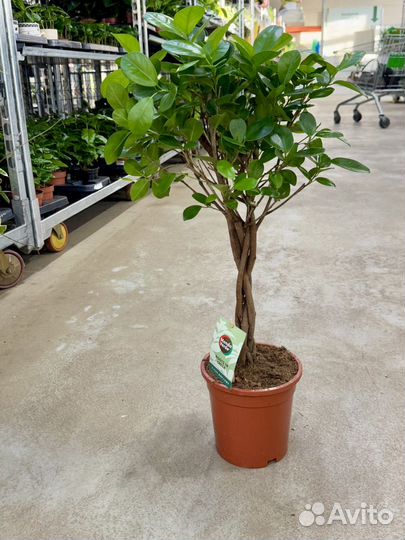 Фикус микрокарпа Моклэйм переплетенный, 100 см