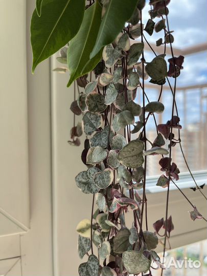 Церопегия вуда