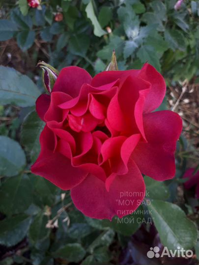 Роза премиум класса