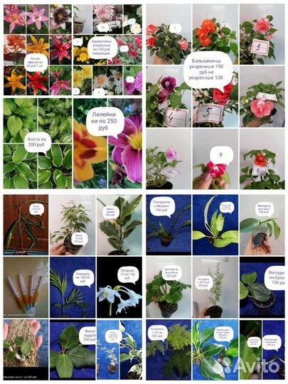 Комнатные растения