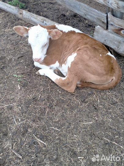 Телята бычки