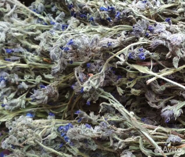 Медуница (лат. Pulmonria) 100г