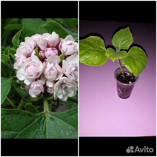 Клеродрендрумы