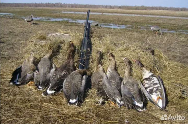 Профиля гусей,гуси для охоты