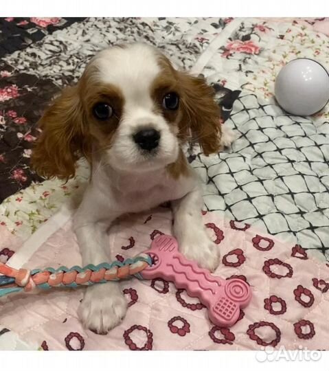 Девочка кавалер Кинг Чарльз спаниель