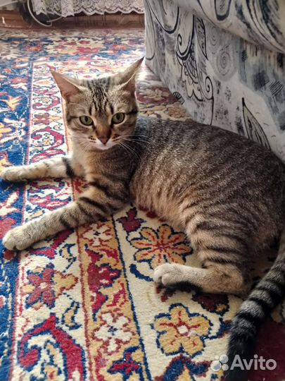 Кот и 2 кошки стерильные в добрые руки