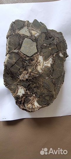 Септария спил