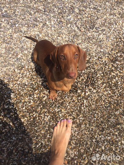 Вязка такса