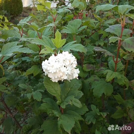 Калина бульденеж. Хосты. Гортензия. Сумах. Лаванда