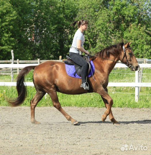 Спокойный мерин в аренду или в поларенды