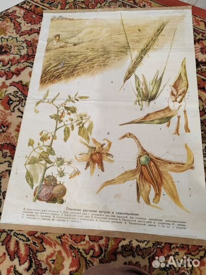 Школьные плакаты СССР