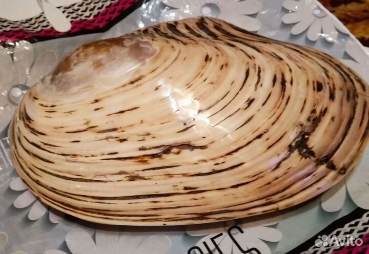 Морская раковина декоративная Макабене натуральный