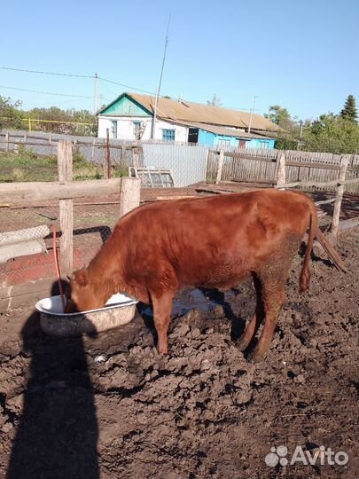 Продадим телочку