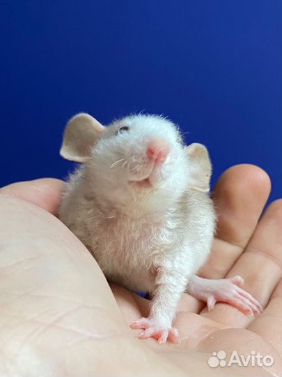 Крысята плюшевые малыши