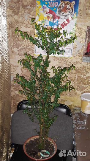 Растение мирт