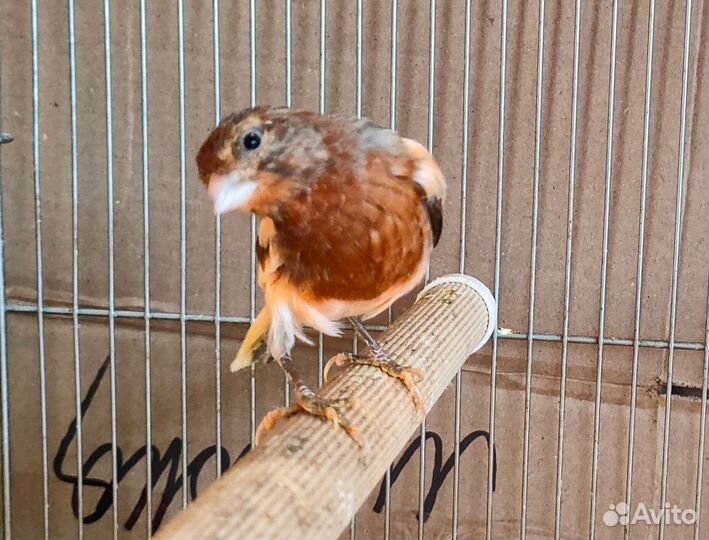 Поющие кенара