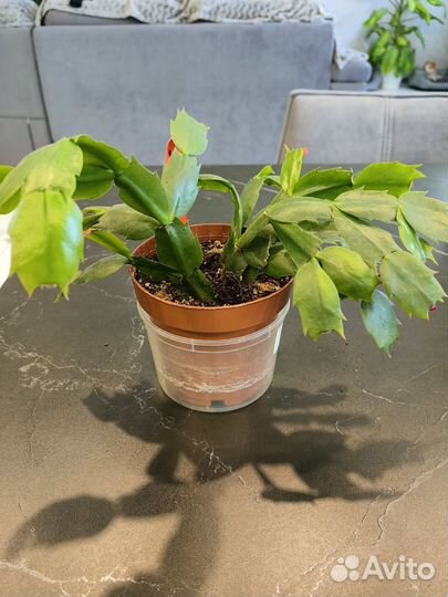 Декабристы разных цветов