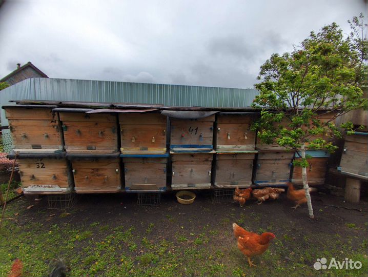 Ульи для пчел