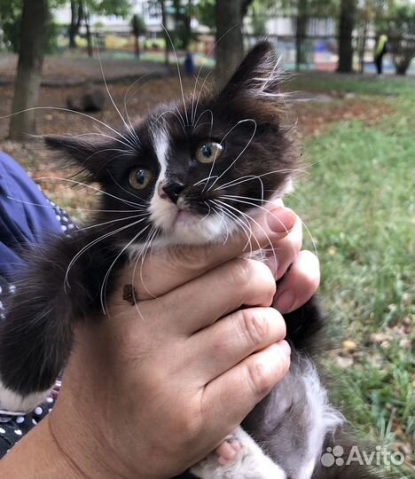 Котенок девочка