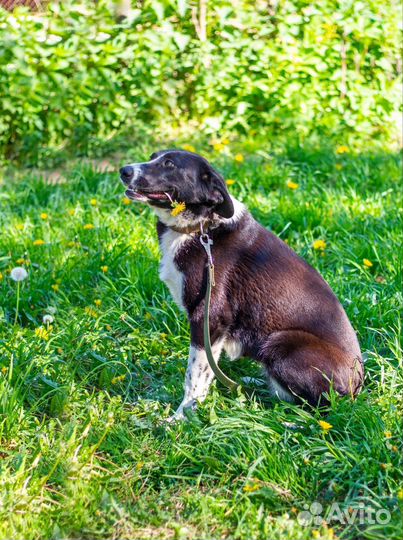 Щенок в добрые руки бесплатно