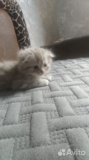Шотландский вислоухий котенок
