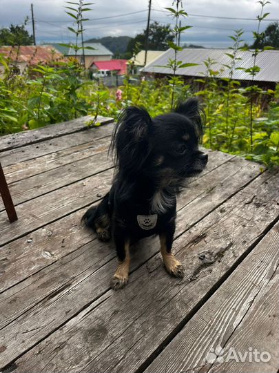 Щенки чихуахуа