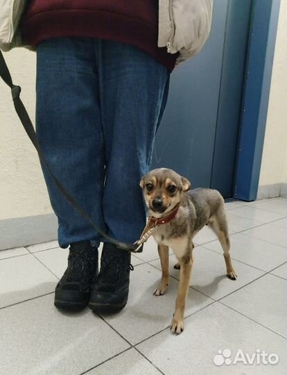 Мышка малышка