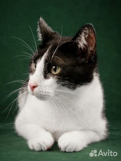 Котик из приюта