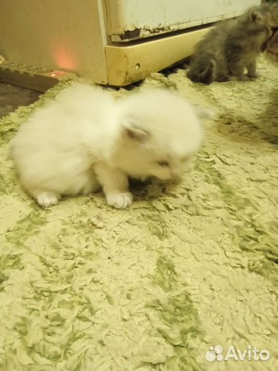 Кошка в дар